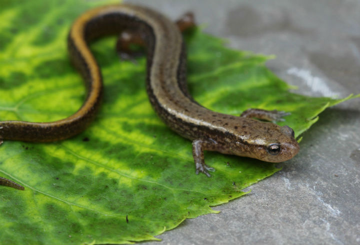 Two-lined Salamander